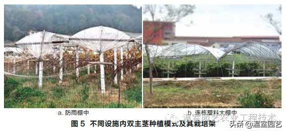 温室葡萄架式管理,温室葡萄水平架栽培管理