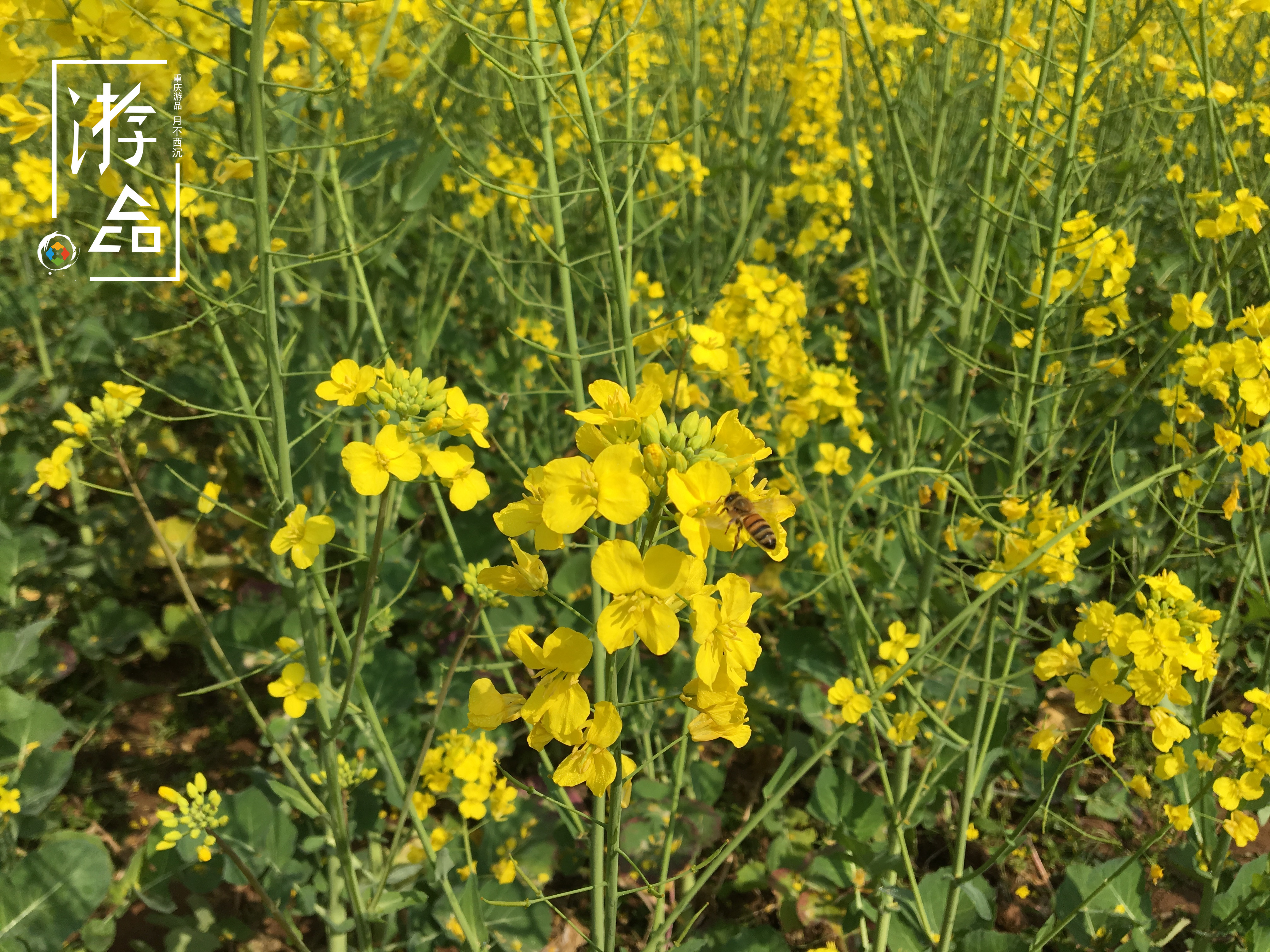 重庆潼南游玩的地方推荐,重庆潼南哪里比较好玩
