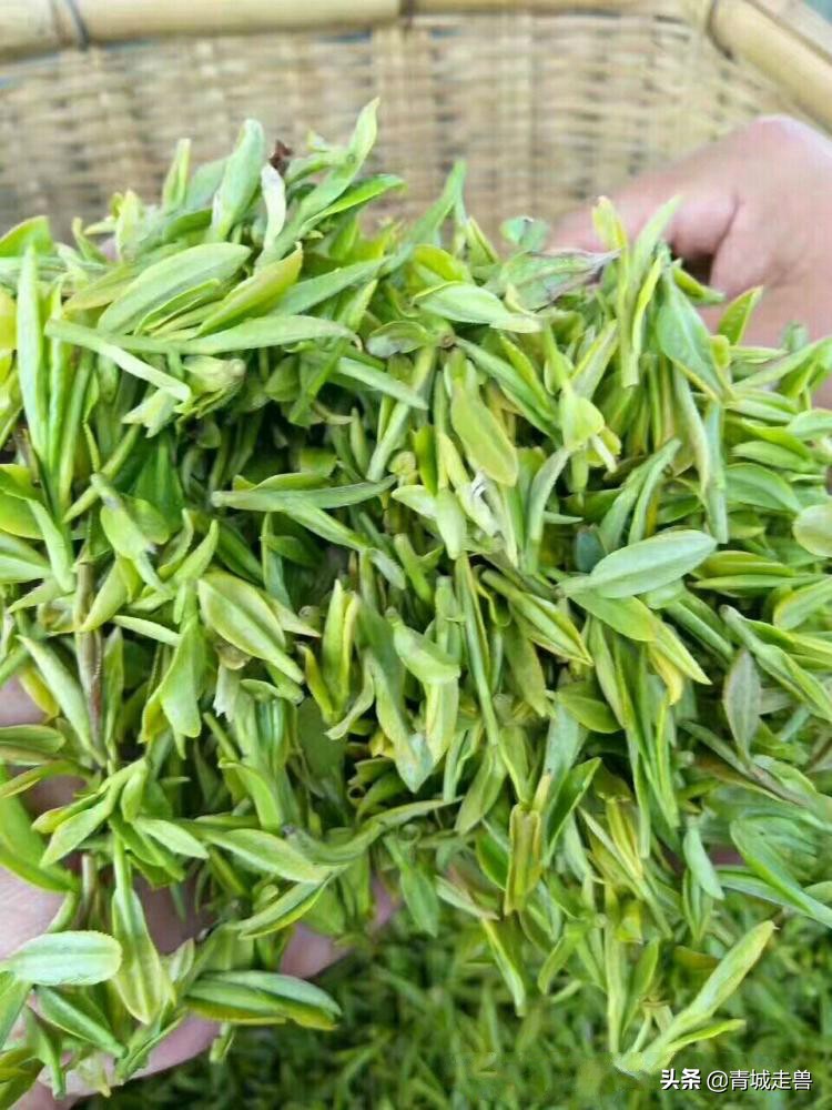 来青岛喝青岛啤酒喝哪种,来青岛喝青岛饮料