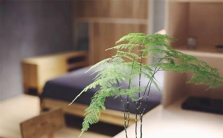 养花新手不知道养什么，就选这几种植物，轻松养爆盆