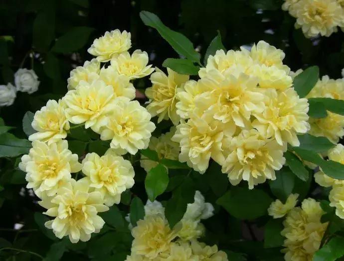 百花图谱大全100幅,工笔百花图谱100种