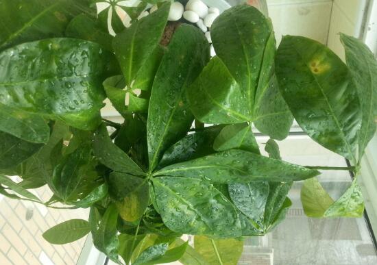 发财树叶子出现黄斑是怎么回事,发财树长黄斑叶子变黄是什么原因