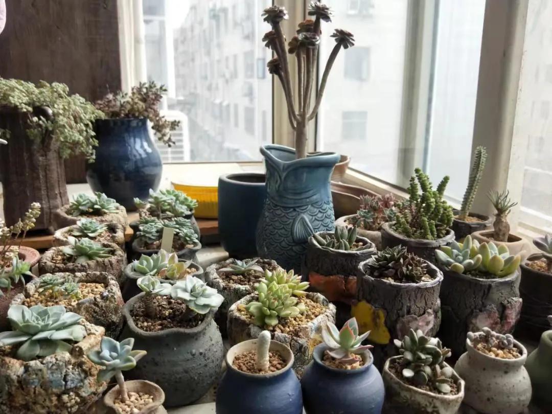 洗衣服能留香的洗衣皂,洗衣服的棉油皂怎么做