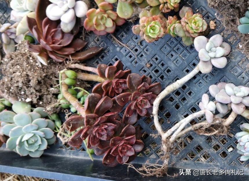 多肉僵苗怎么处理才能快速生长,多肉有新根为什么还是僵苗