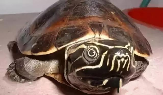 你知道乌龟能活多少岁吗,巴西涂了漆的龟能活多久