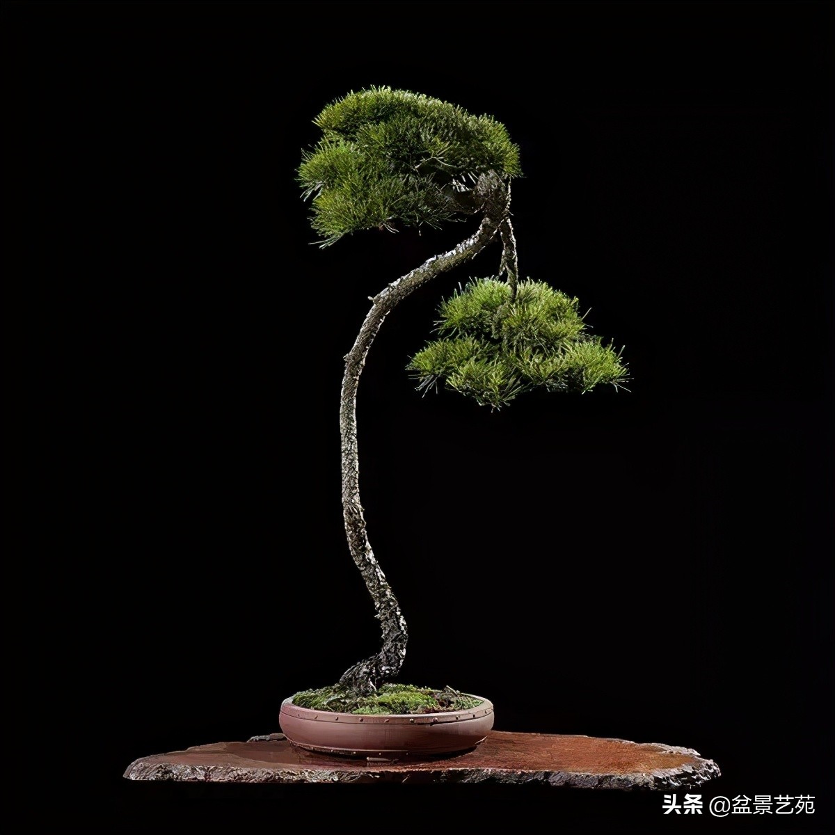 西泠印社砚台最高价拍卖记录,杭州西泠拍卖盆景