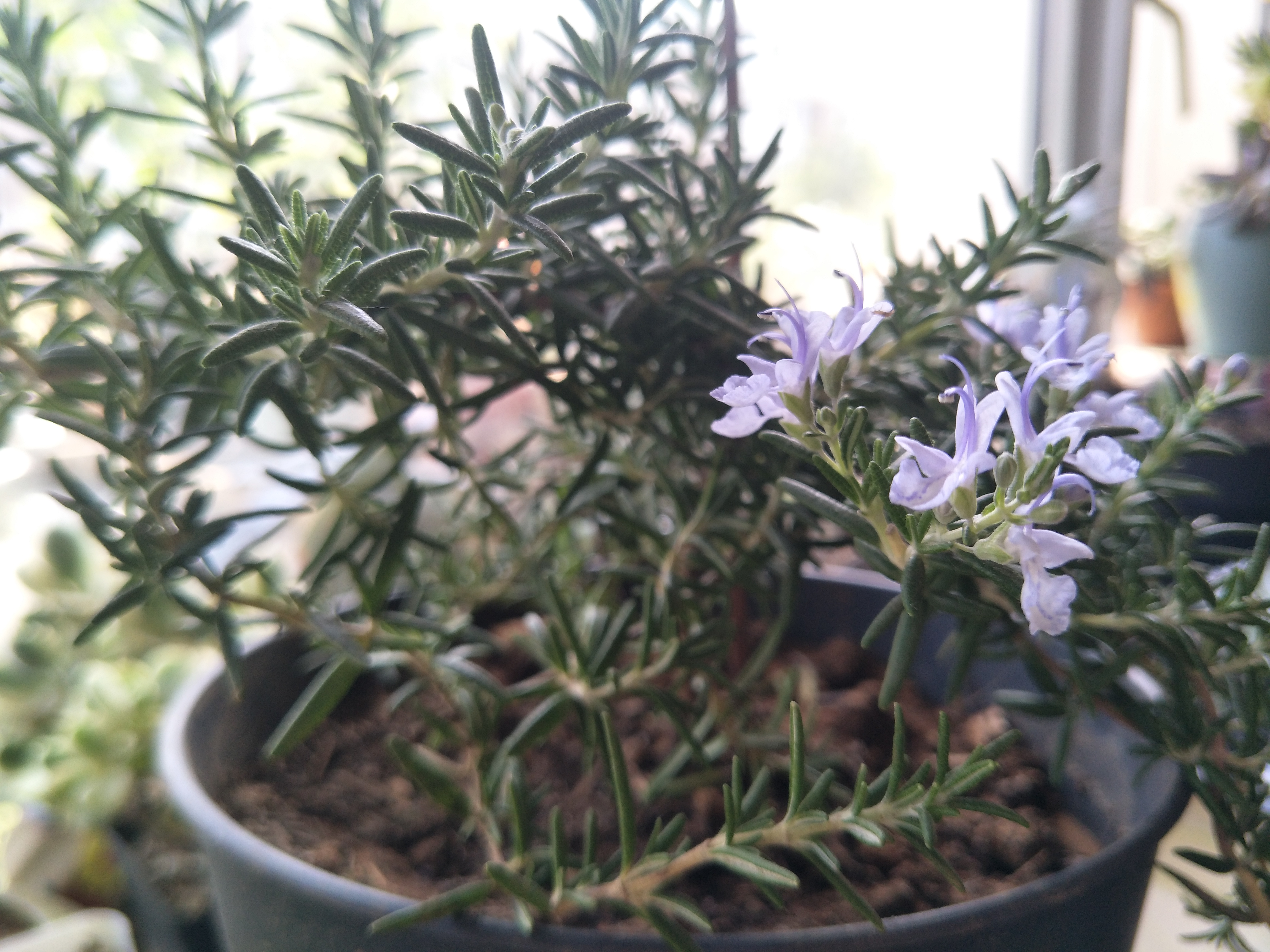 驱蚊抗寒最强的花卉,驱蚊最厉害的花盆栽