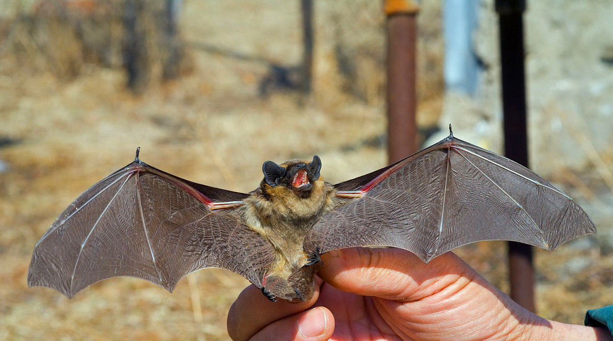 为什么蝙蝠会被称为毒王,毒王和蝙蝠谁更可怕