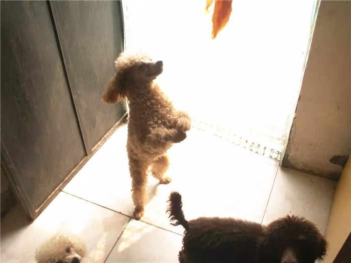 狗狗直立行走影响狗狗健康,狗狗长时间站立行走会不会受伤