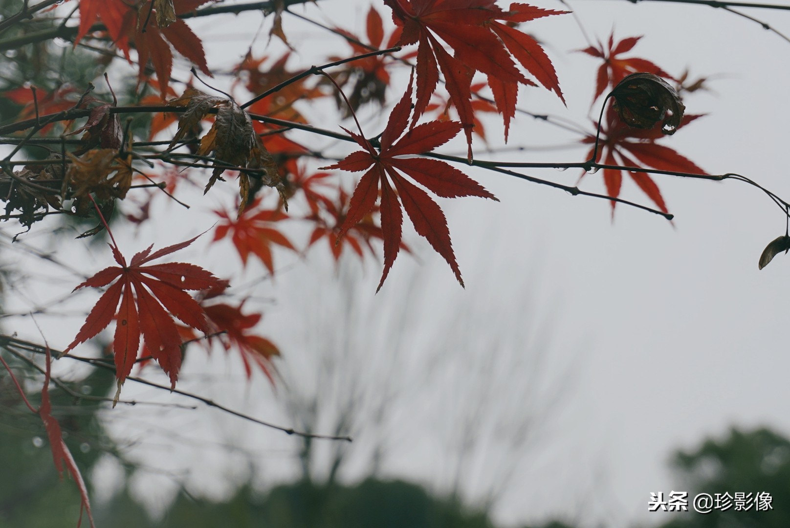 婺源紫阳镇熹园,婺源紫阳熹园