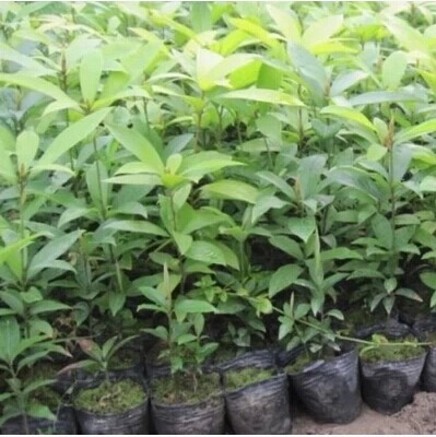 桢楠2年苗需要多少生根剂,桢楠种子的育苗方法