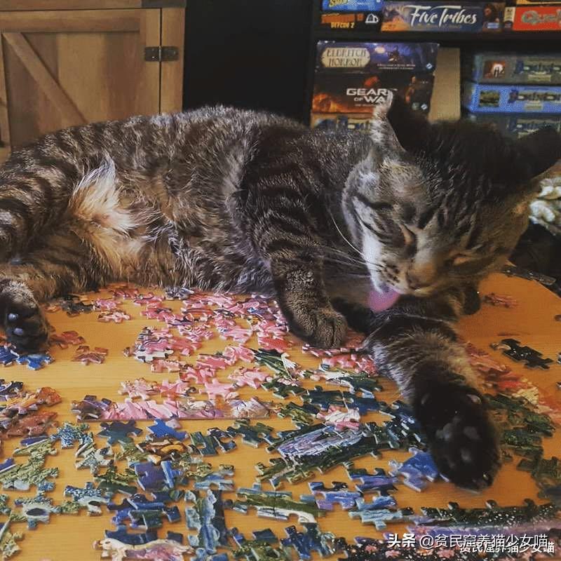 拼图可爱的小动物,有难度还很好看的猫咪拼图