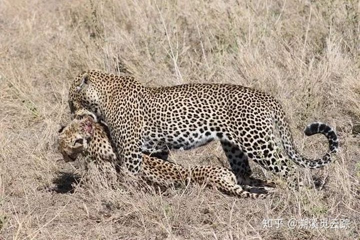 有哪些容易被认错的动物,容易被欺负的动物有哪些