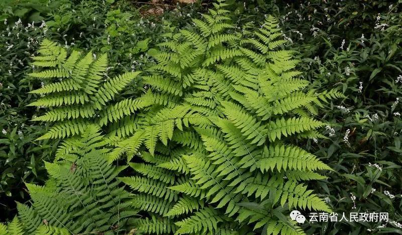 云南生物多样性保护工作,广州生物多样性保护工作亮点纷呈