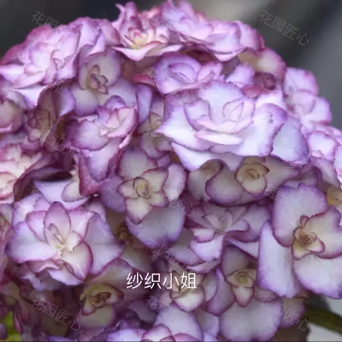 春季绣球叶子发皱怎么回事,夏季绣球老叶子都干枯怎么处理