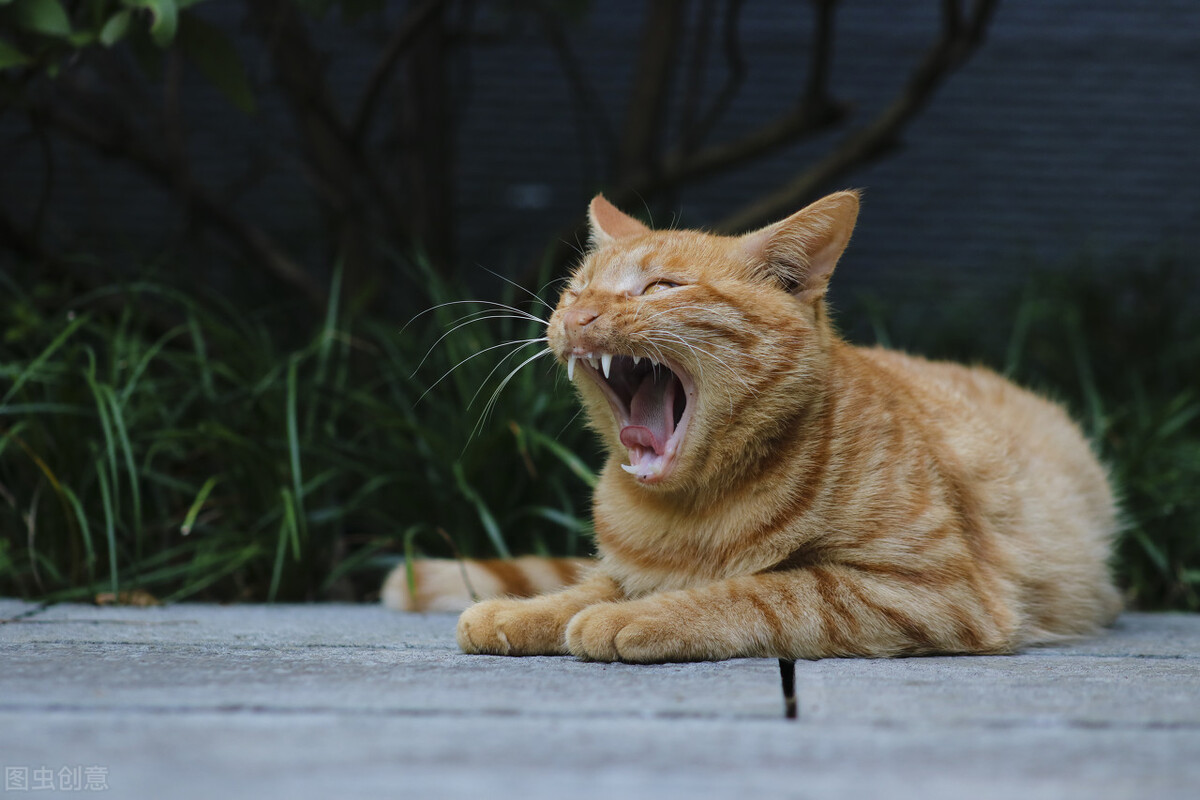 一个月的橘猫怎么喂养,橘猫怎么喂养最好