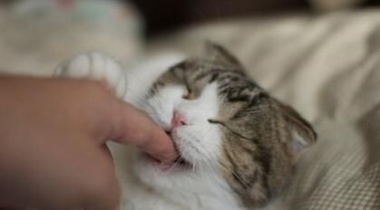 猫抓狗咬疫苗怎么处理,猫抓狗咬后怎么正确的处理