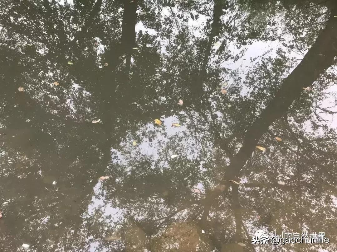 大草龟和小草龟谁好养,变异草龟和草龟的区别