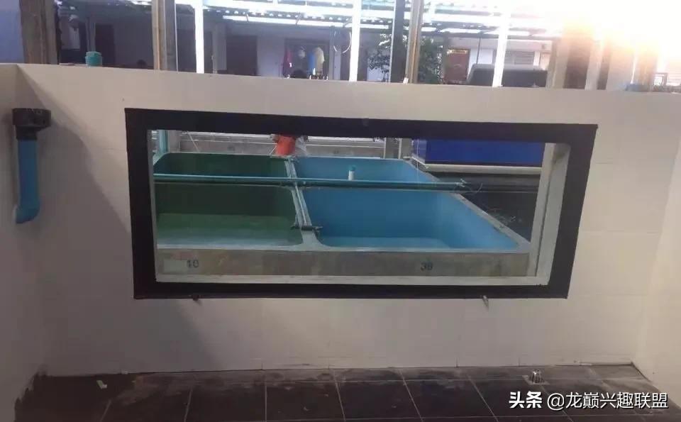 国外某熊孩子把龙鱼吓脱臼了