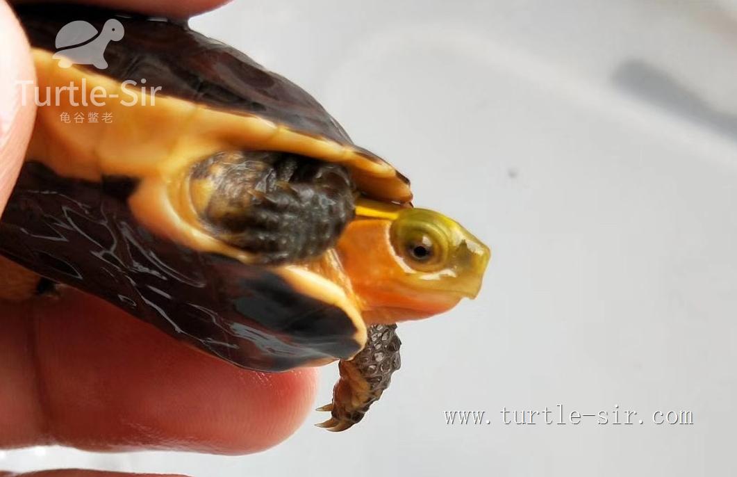 大龟买来该如何养,大龟买回来怎么养