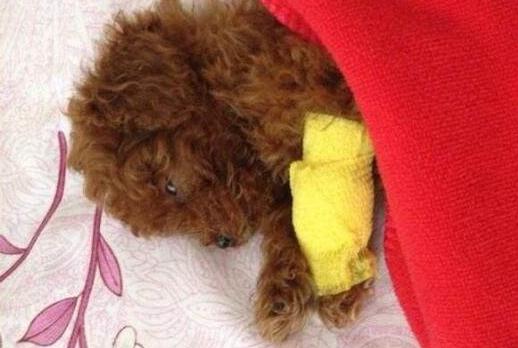 泰迪犬流泪怎么解决,泰迪会哭怎么回事