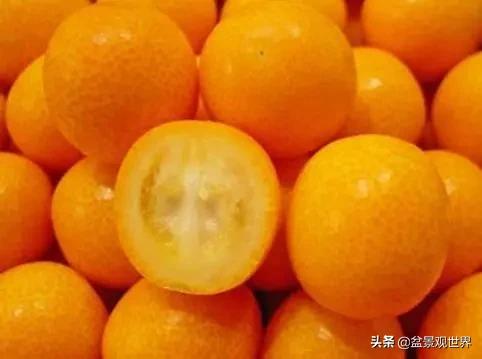 金桔不掉叶怎么办,年前买回盆栽金桔年后怎么种