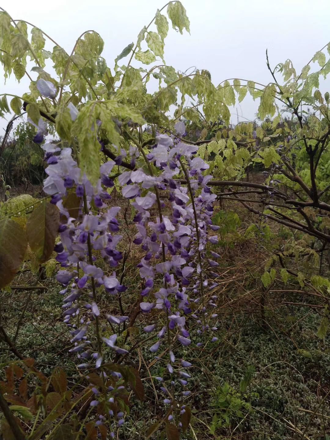 紫藤中最有名的品种叫什么名字,非常好种不需要太阳的紫藤品种