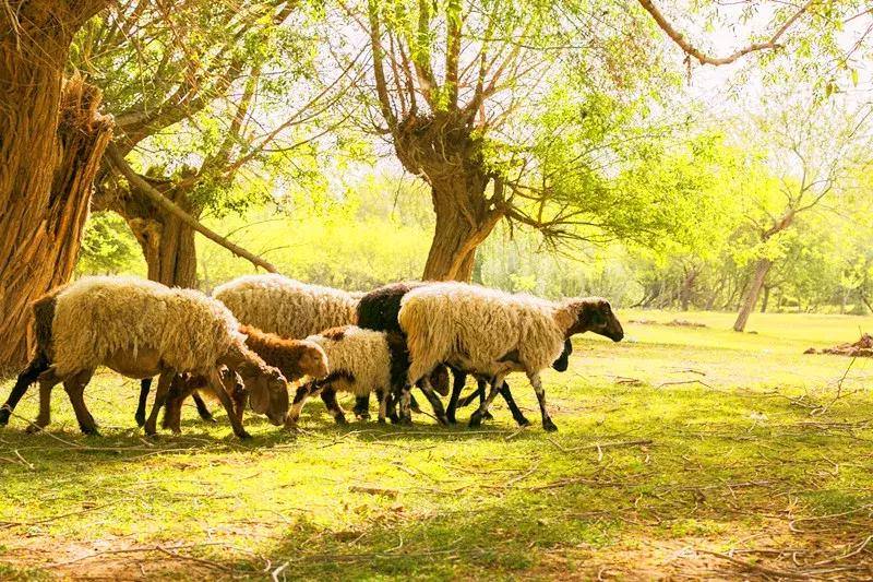 南疆印象地图,南疆印象之喀什