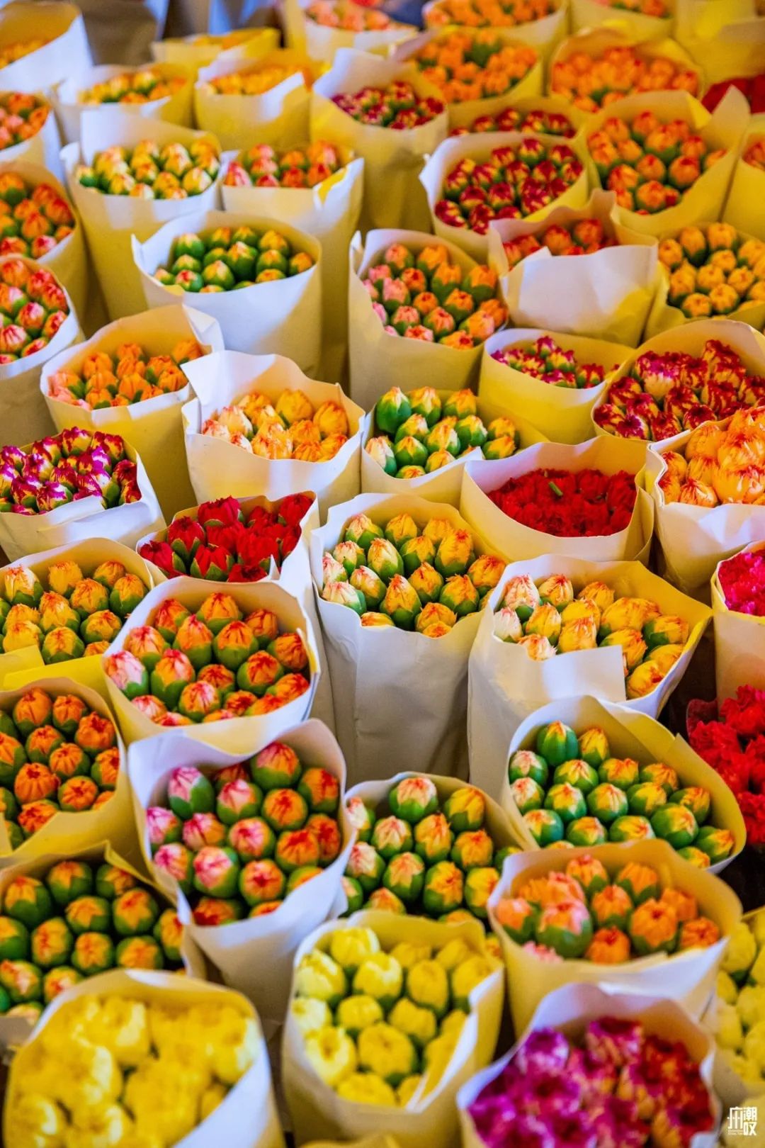 深夜去广州的花卉市场买花,如何逛斗南花卉市场买花便宜