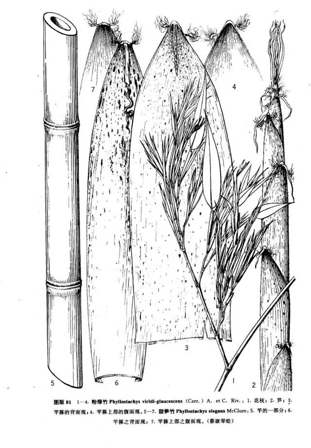 26种竹子大全,26种竹子的特别之处