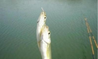 刷白条的正确方法和技巧,在线下刷白条有什么影响