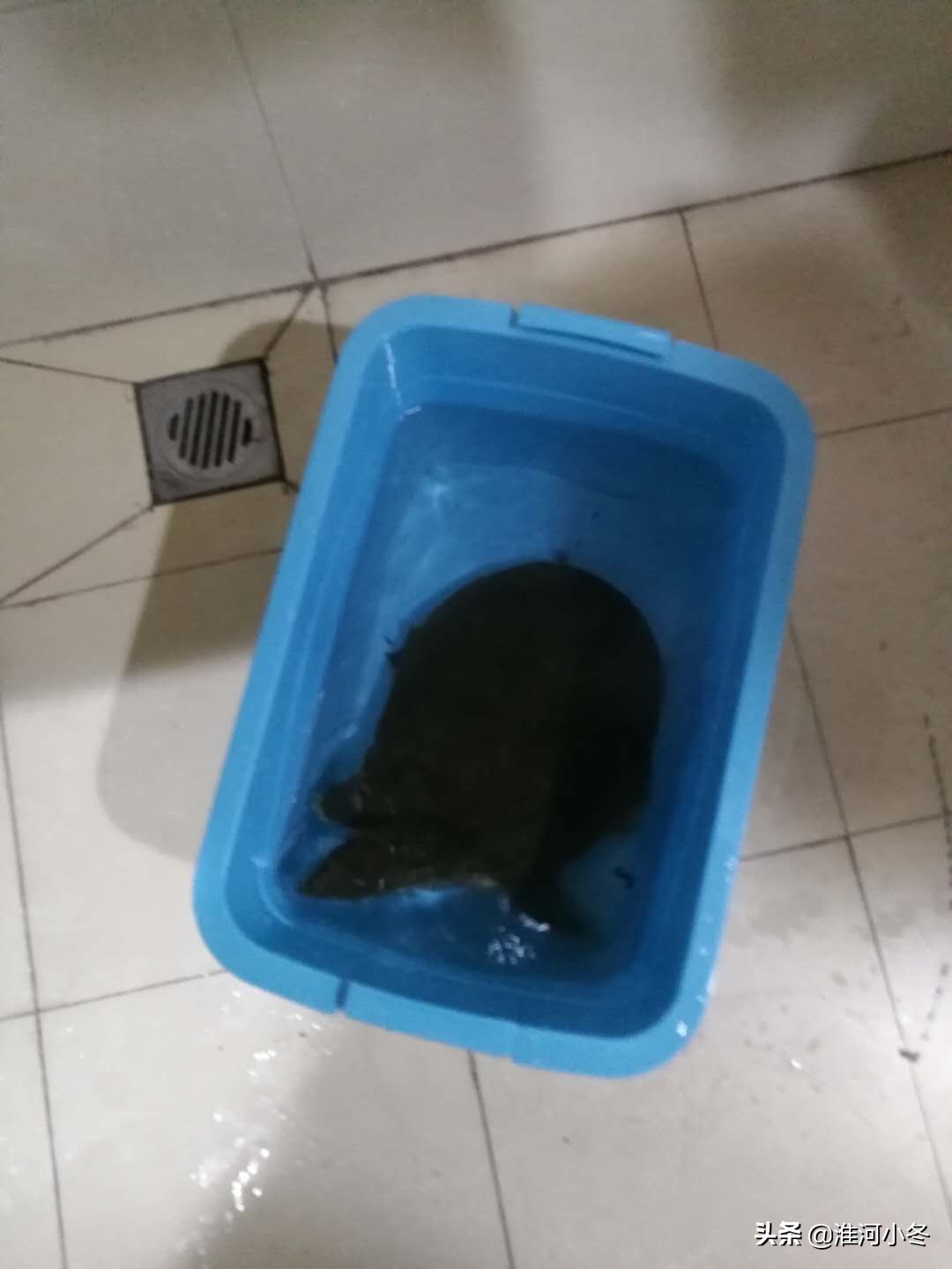 夏天晚上钓甲鱼用猪肝还是泥鳅好,夏天钓甲鱼的天气