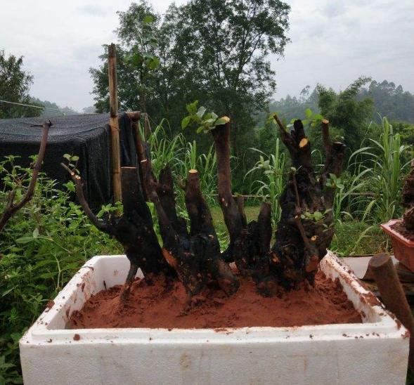 金弹子出芽后的养护,春天挂果金弹子多久修剪