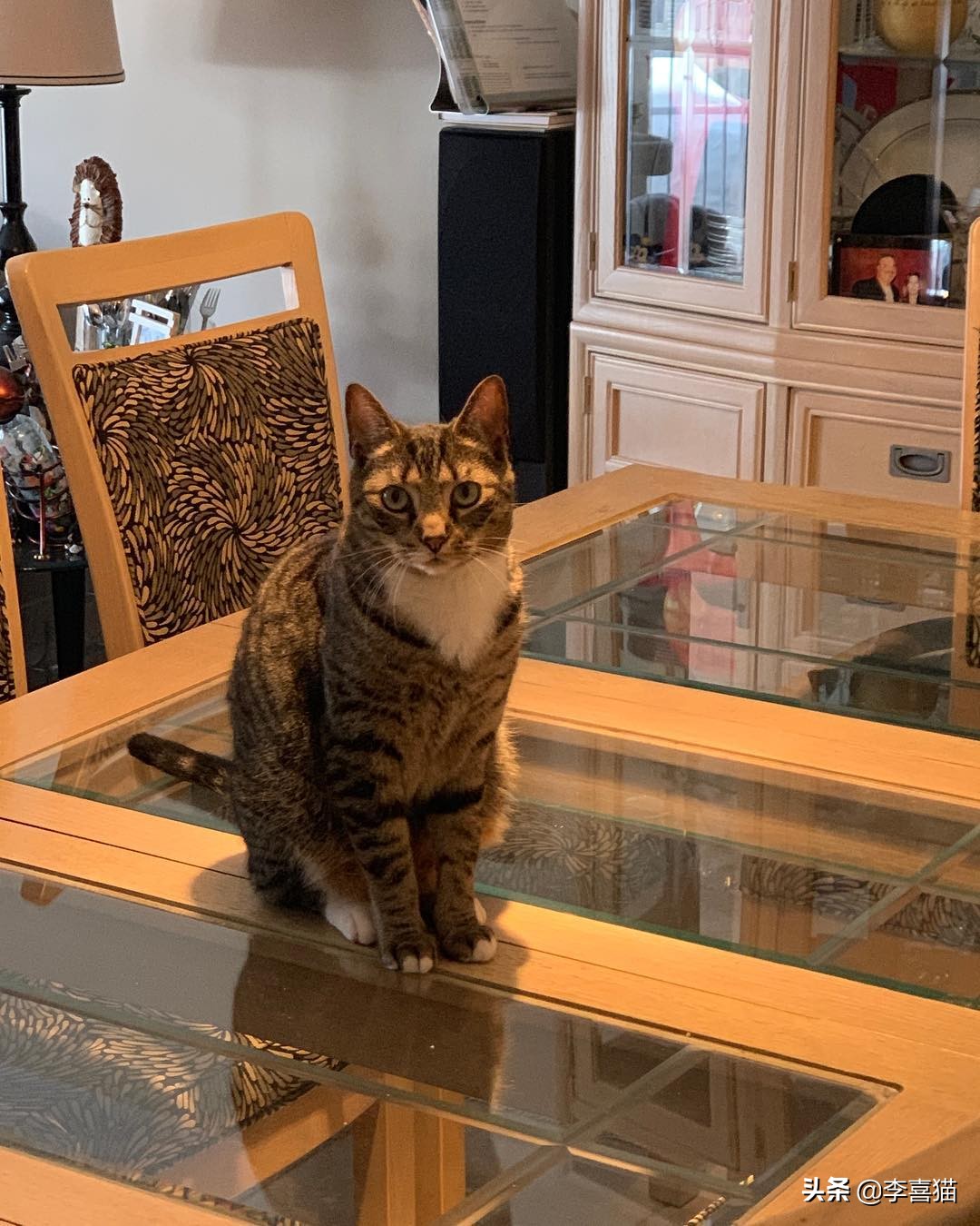 把东西粘在桌子上让猫咪推,把桌上的东西推下来