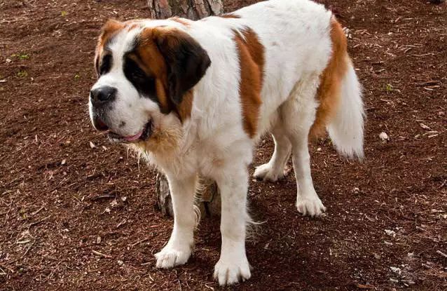 45只名犬排行,45种名犬您都认识吗