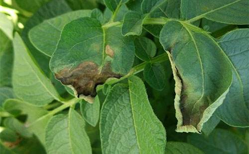 马铃薯晚疫病怎么防治,烟叶马铃薯晚疫病的综合防治方法