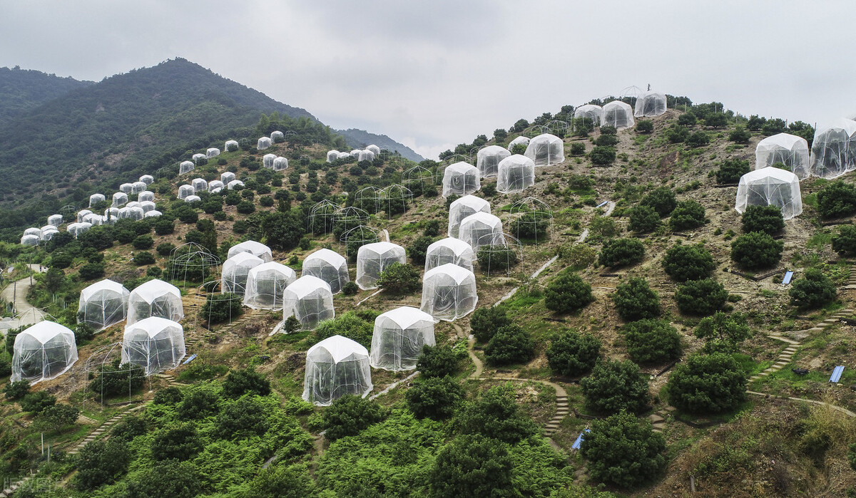 杨梅到底有多好吃,杨梅高品质什么颜色