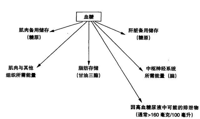 减脂主食米饭和馒头哪个容易胖,米饭和馒头减脂期吃哪个