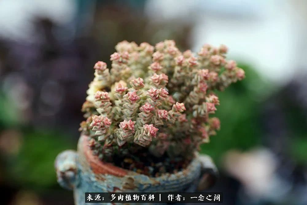 多肉牛群里的“七福神”（下）：男神篇！