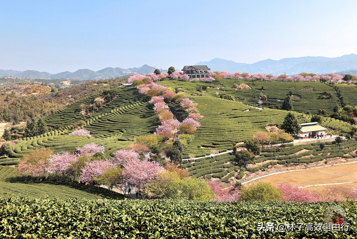 千亩茶山，十里樱花，永福樱花正值颜值巅峰，看完这篇绝不踩坑