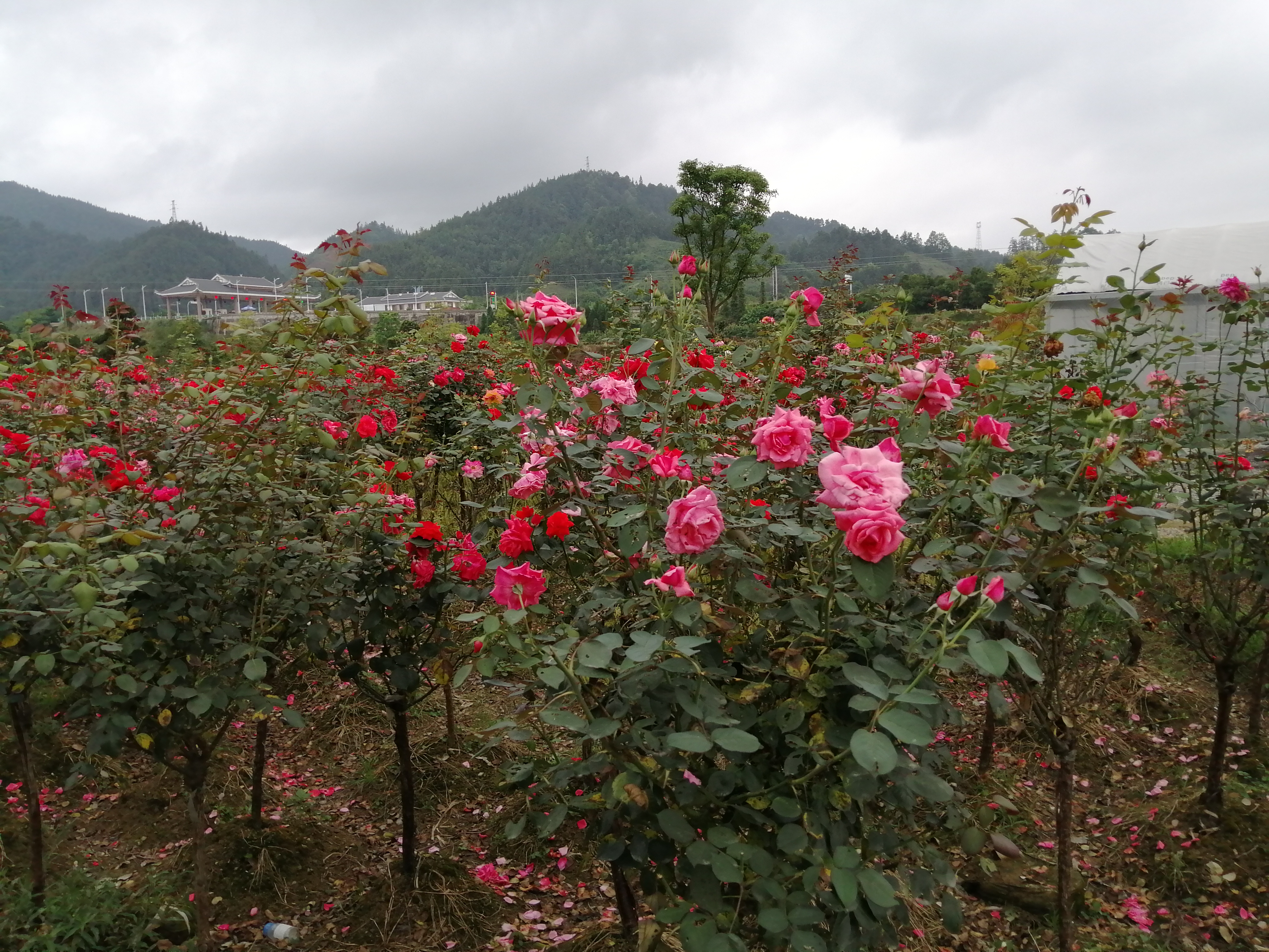 十大名贵月季经典月季,月季为什么被称为花后之王