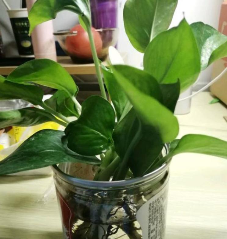 水培绿萝根系发黑是怎么回事,绿萝水培放了硫酸亚铁根系特别大