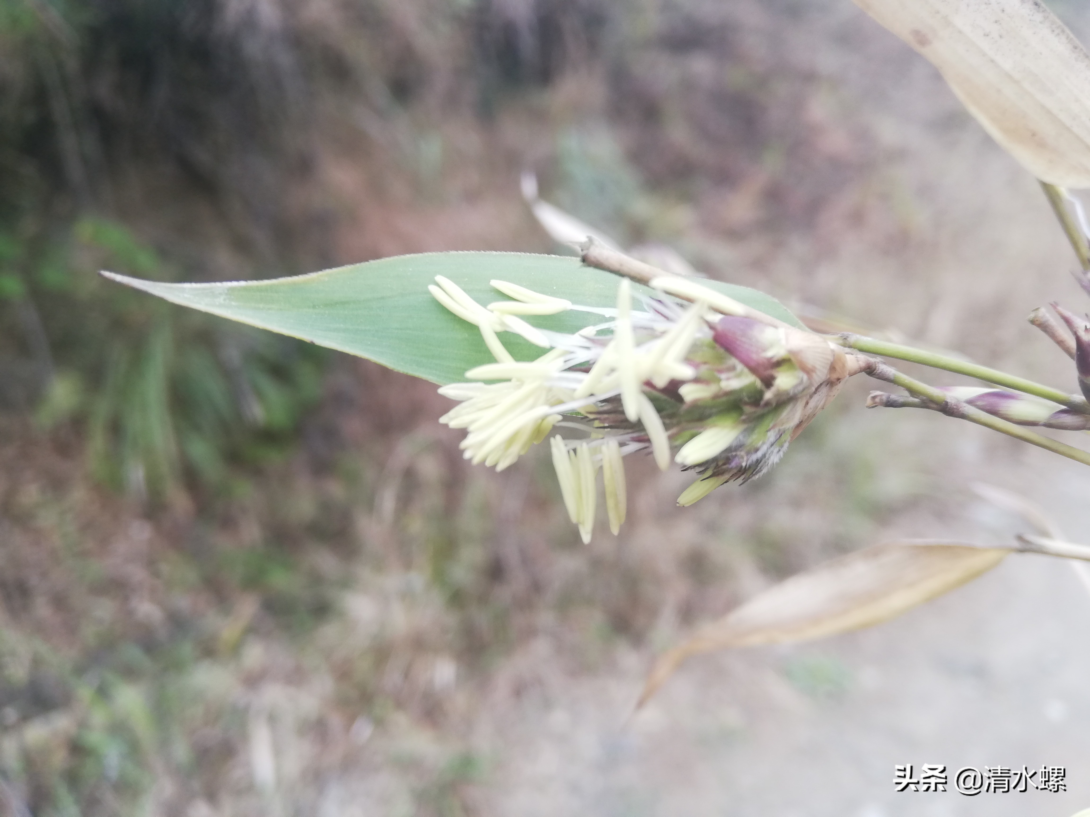 竹子开花意味着什么征兆,竹子开花预示着什么好兆头