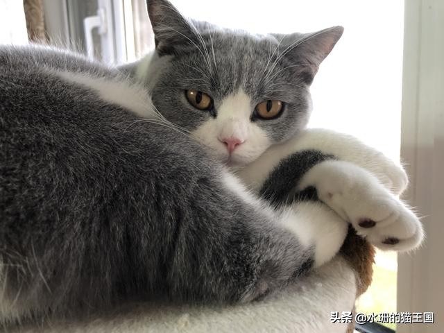 不正经的猫咪好不好,不正经的猫