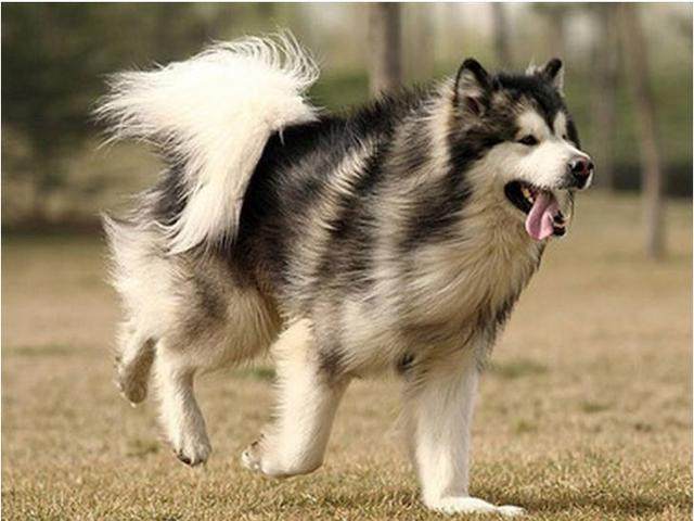 纯种阿拉斯加可以护主吗,巨型阿拉斯加能看家护主吗