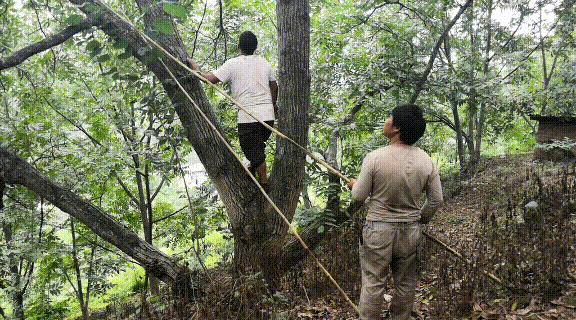 爬20米高用竹竿打下的这口“老树鲜核桃”，脆嫩鲜甜，别处买不到