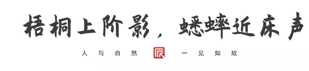 草树青翠虫鸣起，一枕清凉入梦来