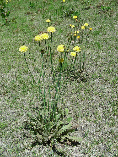 蒲公英和蒲公英根不一样吗,蒲公英与猫的共同点