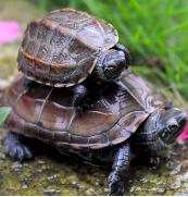 不同品种的乌龟寿命多长时间,一般龟的寿命到底有多长