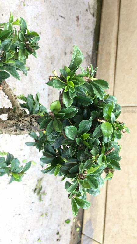 苹果盆景修剪技巧图解,新手也能学会的修剪盆景技巧